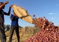 Sudan’s catastrophe: farmers could offer quick post-war recovery, if peace is found