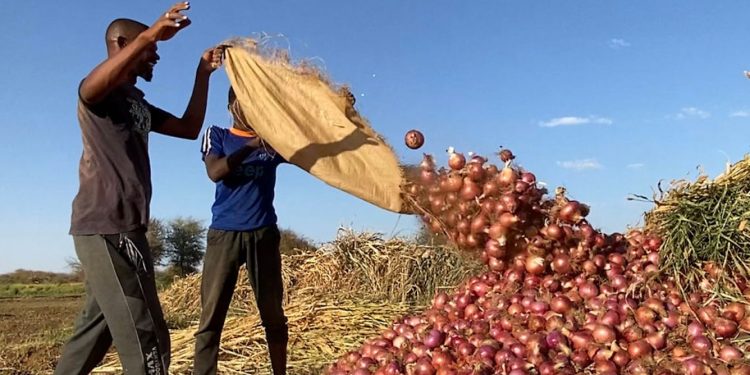 Sudan’s catastrophe: farmers could offer quick post-war recovery, if peace is found