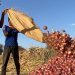 Sudan’s catastrophe: farmers could offer quick post-war recovery, if peace is found