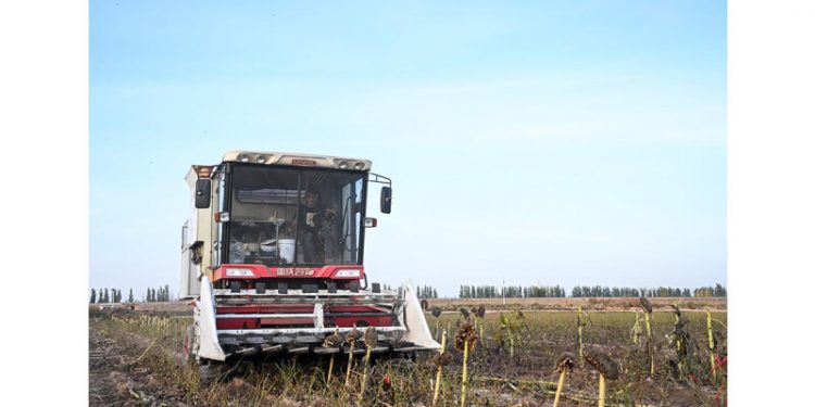 Small Chinese city reaps global success with sunflowers