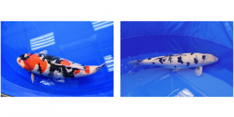 “Swimming Jewels” Nishikigoi – Niigata-bred Koi Wins Top Prize at Global Beauty Competition