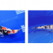 “Swimming Jewels” Nishikigoi – Niigata-bred Koi Wins Top Prize at Global Beauty Competition