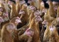 High soybean prices in Zambia and Malawi may make chicken costly too: lack of competition is to blame