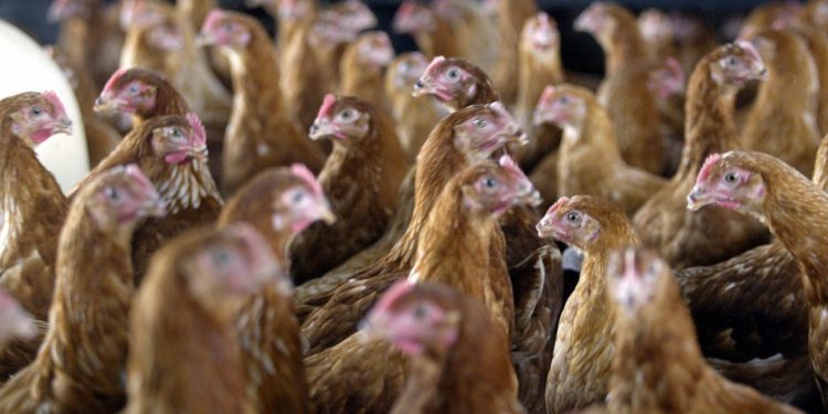 High soybean prices in Zambia and Malawi may make chicken costly too: lack of competition is to blame