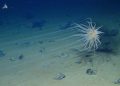 Deep-sea mining threatens sea life in a way no one is thinking about − by dumping debris into the thriving midwater zone