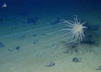 Deep-sea mining threatens sea life in a way no one is thinking about − by dumping debris into the thriving midwater zone