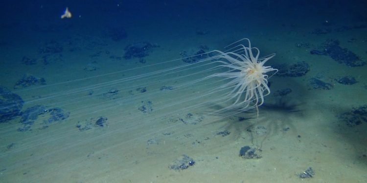 Deep-sea mining threatens sea life in a way no one is thinking about − by dumping debris into the thriving midwater zone
