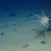 Deep-sea mining threatens sea life in a way no one is thinking about − by dumping debris into the thriving midwater zone