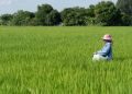 DFI Retail Group Launches Low-Carbon Rice Pilot Programme Reduces at Least 30% in GHG Emissions