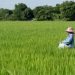 DFI Retail Group Launches Low-Carbon Rice Pilot Programme Reduces at Least 30% in GHG Emissions