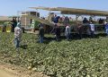 Providing farmworkers with health insurance is worth it for their employers − new research