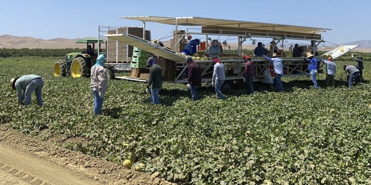 Providing farmworkers with health insurance is worth it for their employers − new research