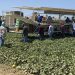 Providing farmworkers with health insurance is worth it for their employers − new research