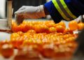 Trump’s tariff hikes and South Africa: hunt for new agricultural markets must begin now