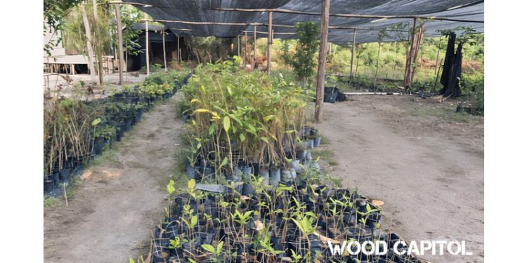 Wood Capitol Strengthens Environmental Practices with Responsibly Sourced Wood Policy