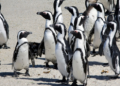 South Africa steps up to save the African penguin