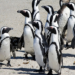 South Africa steps up to save the African penguin