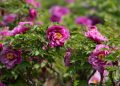 CGTN: Blooming ‘flower economy’ – Heze’s peony industry boosts development, cultural exchanges