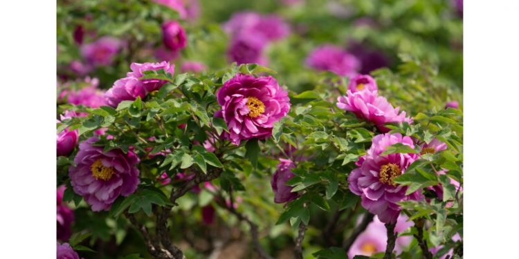 CGTN: Blooming ‘flower economy’ – Heze’s peony industry boosts development, cultural exchanges