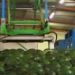 First shipment of South African avocados arrive in China