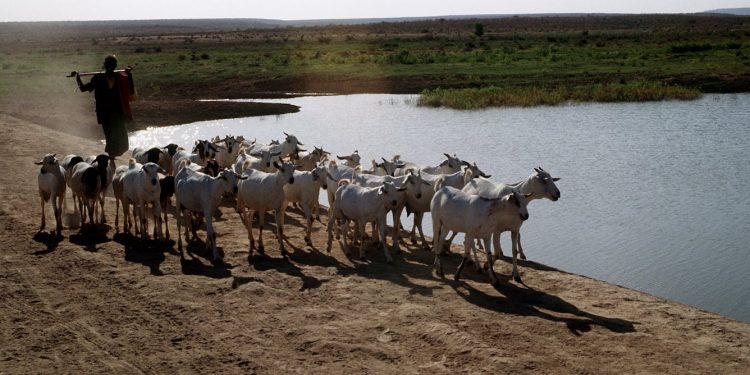 Somalia’s exports are threatened by climate change and conflict: what 30 years of data tell us