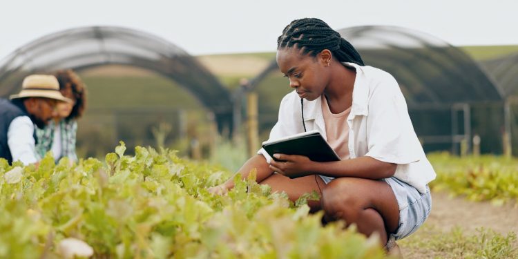 Most South African farmers are black: why Trump got it so wrong