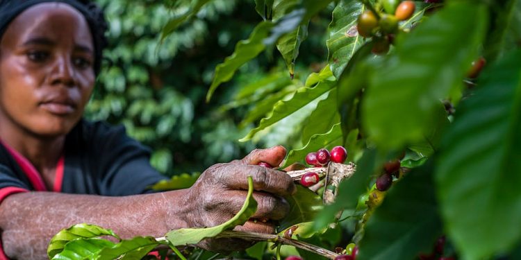 Are Chinese investors grabbing Zambian land? Study finds that’s a myth