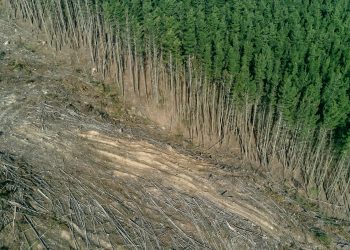 green trees on brown soil