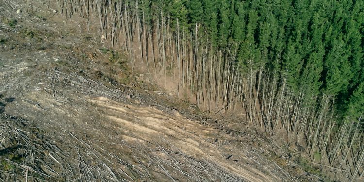 green trees on brown soil