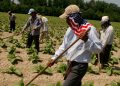 Trump’s push for more deportations could boost demand for foreign farmworkers with ‘guest worker’ visas