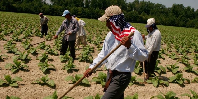 Trump’s push for more deportations could boost demand for foreign farmworkers with ‘guest worker’ visas