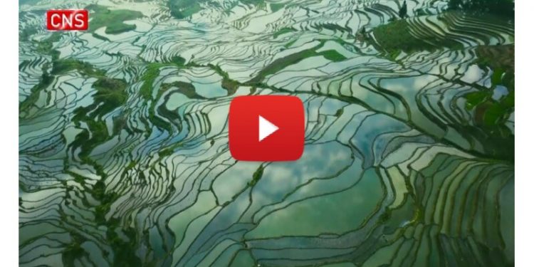 Hani Terraced Fields: A Paradise Harboring Ingenious Technology