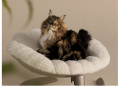 Tavo Unveils the Shell™ – A Pet’s Elevated Sanctuary of Comfort and Style