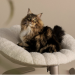 Tavo Unveils the Shell™ – A Pet’s Elevated Sanctuary of Comfort and Style