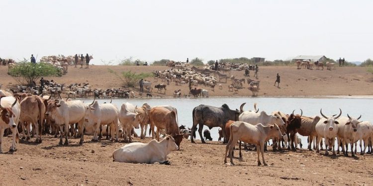 West Africa’s trade monitoring system has collapsed – why this is dangerous for food security