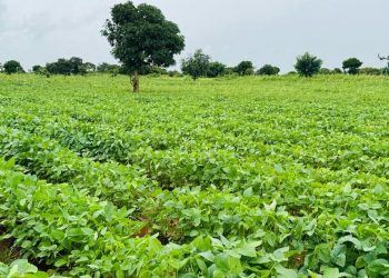 High food prices in east and southern Africa: four steps to boost production and make markets work better