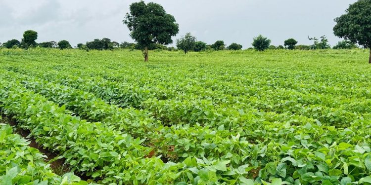 High food prices in east and southern Africa: four steps to boost production and make markets work better