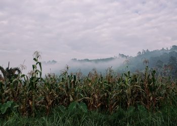 What will it take to make Africa food secure? G20 group points to trade, resilient supply chains and sustainable farming