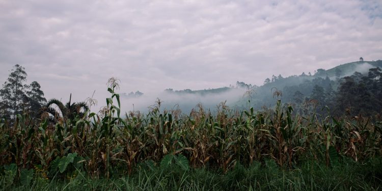 What will it take to make Africa food secure? G20 group points to trade, resilient supply chains and sustainable farming